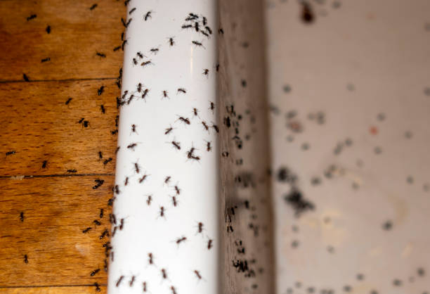 Best Best Pest Control Near Me  in Adrian, MI