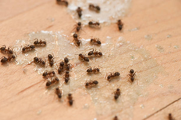 Best Spider Control Near Me  in Adrian, MI